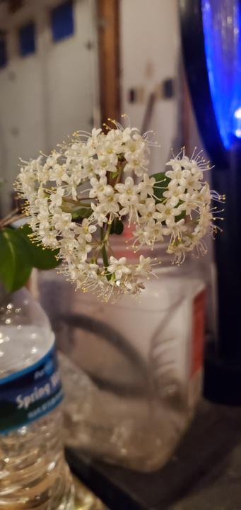 Viburnum Blackhaw sightings