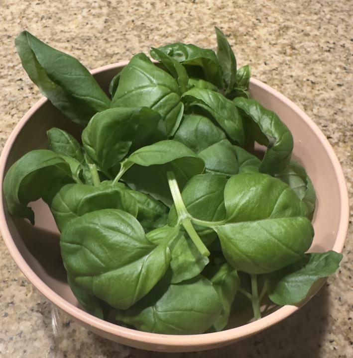 Basil Harvesting