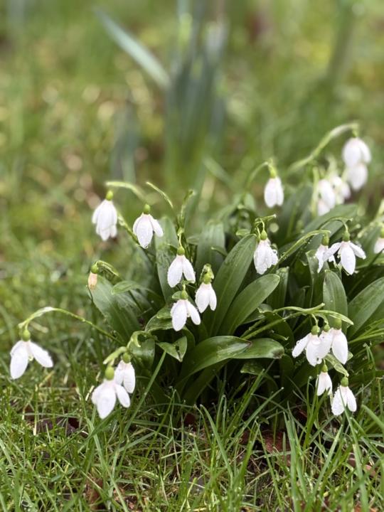 Signs of life: snowdrops and daffodils!