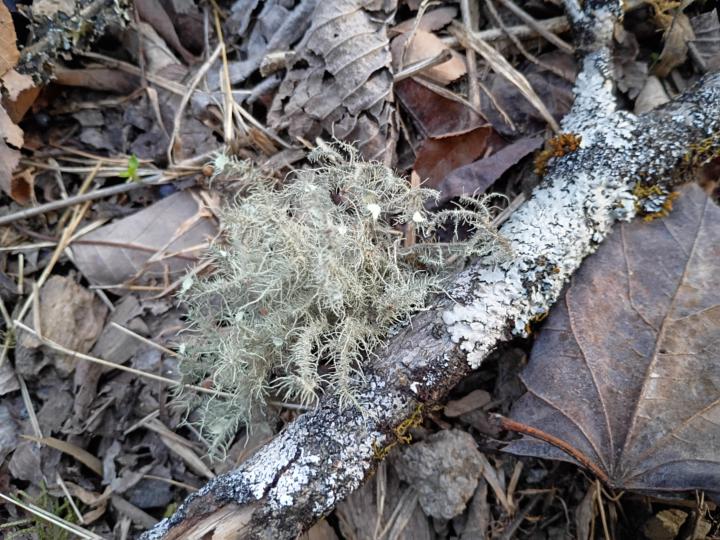 Signs of Life - Lichen 🌱🍄