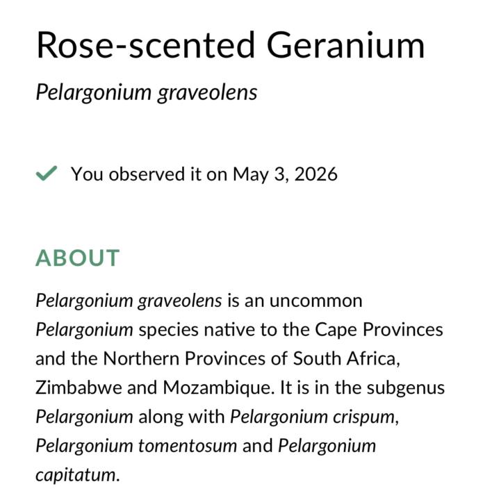 Rose-scented