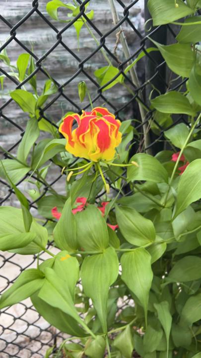 Flame Lily