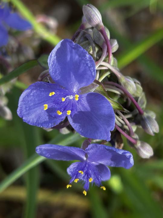 Spiderwort photos 