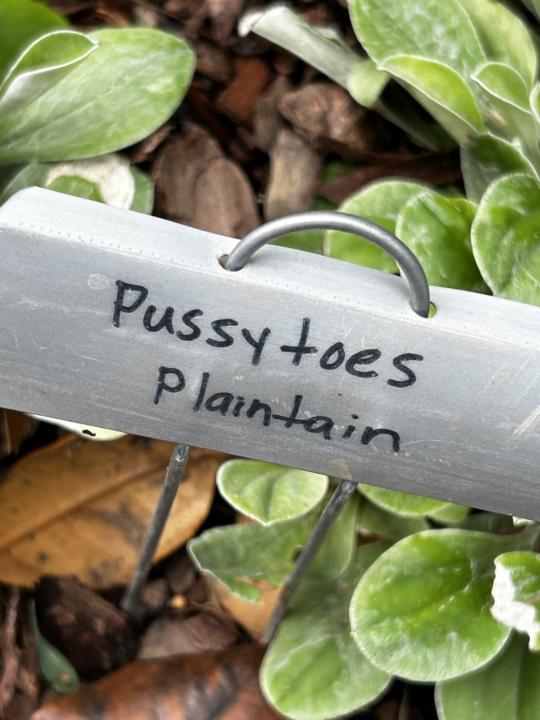 Cutest plant name of the day!