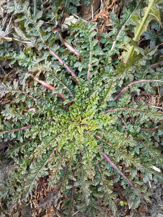 Signs of Life - Rosetts!