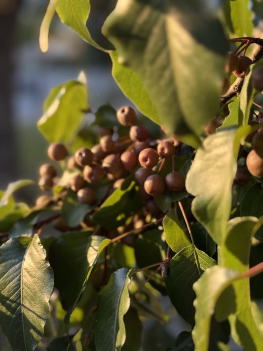 10/18-Leaf of the day