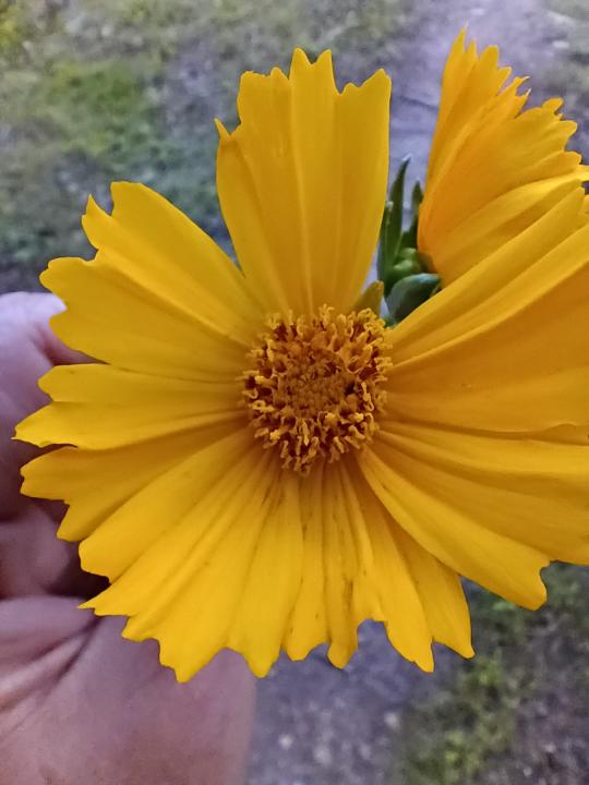 May Flowers Challenge🌻 
