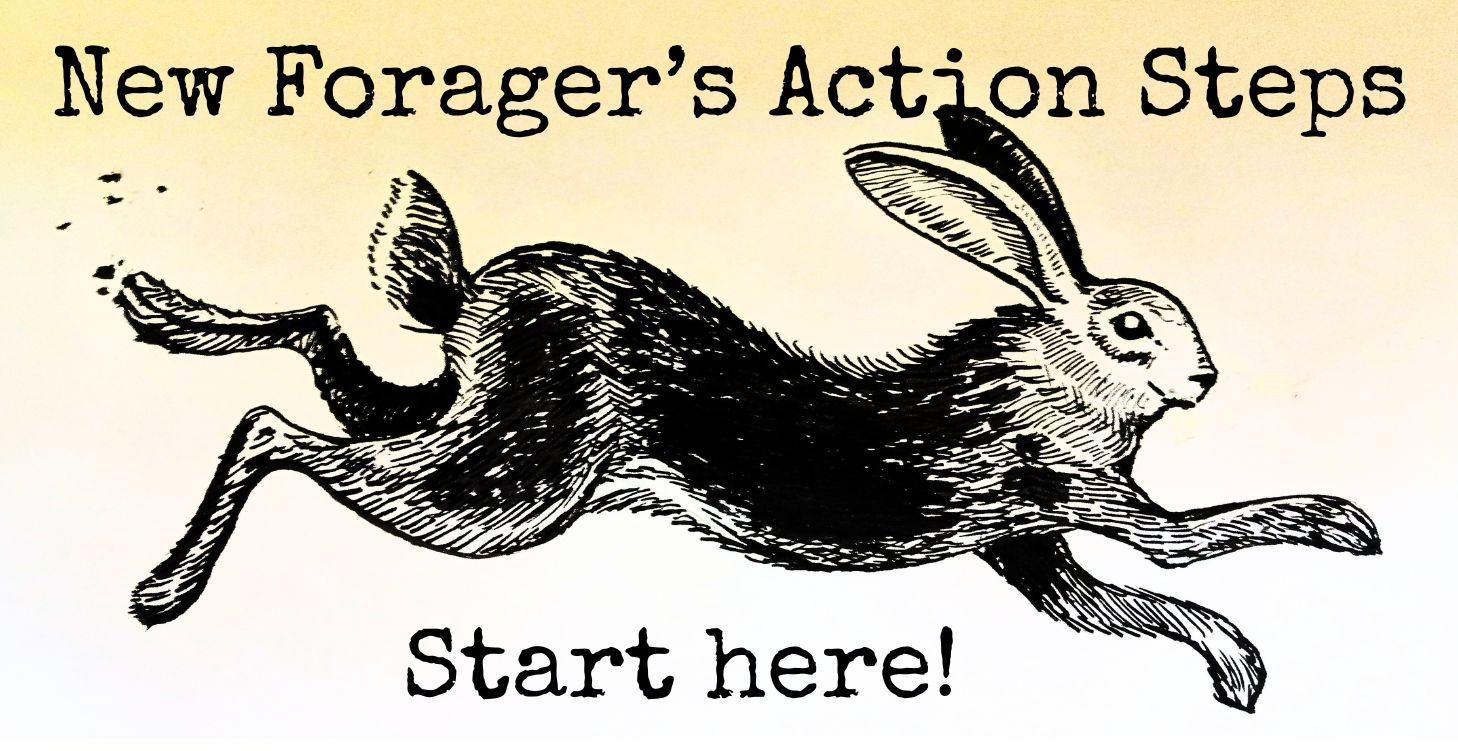 Eco-Punk Forager's Action Steps