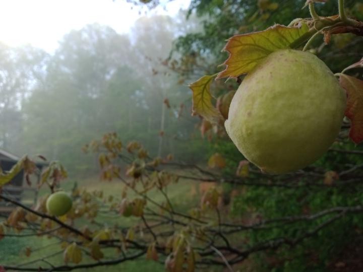 Oak galls, aka oak apples