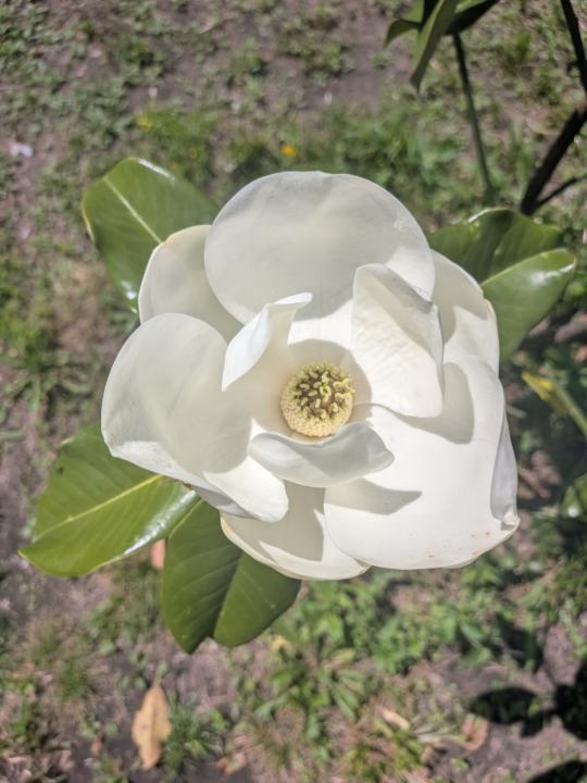 Magnolia Grandiflora 'Claudia Wannamaker'