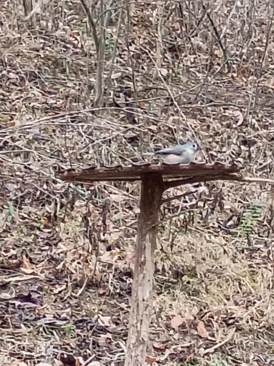 Signs of Life - BIRDS! 🐦