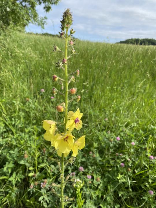 roadside beauty