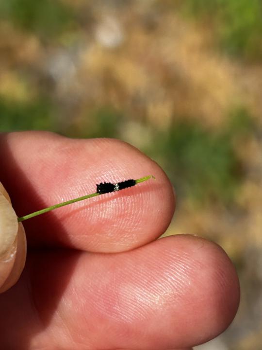 Caterpillar rescue efforts