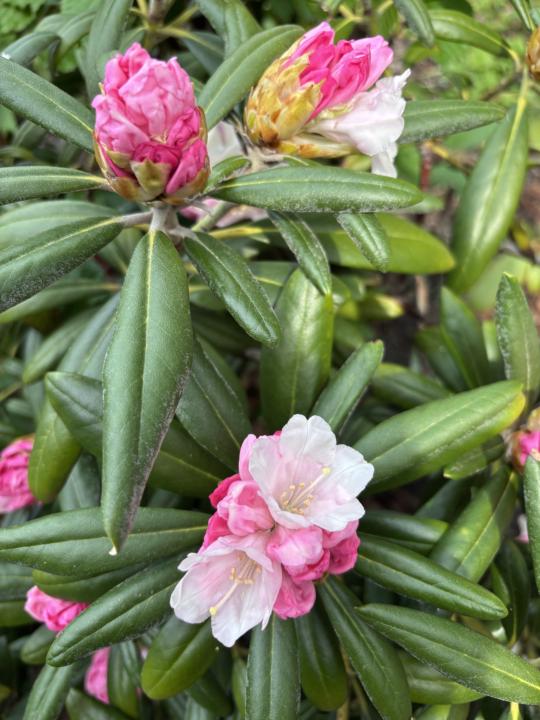 May Flowers challenge