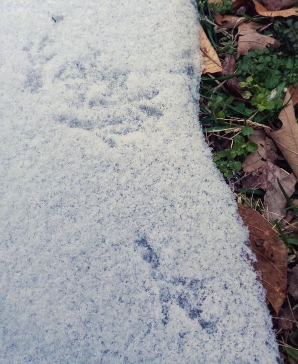  Cottontail tracks in the snow