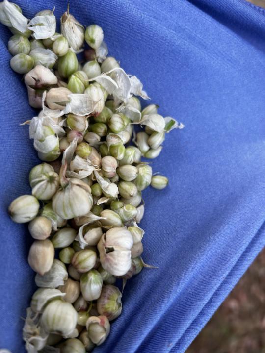 Wild garlic forage