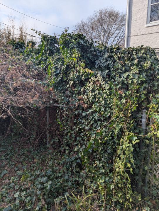 English Ivy is my enemy 😡