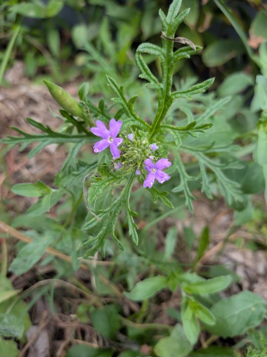 Prairie Verbena 