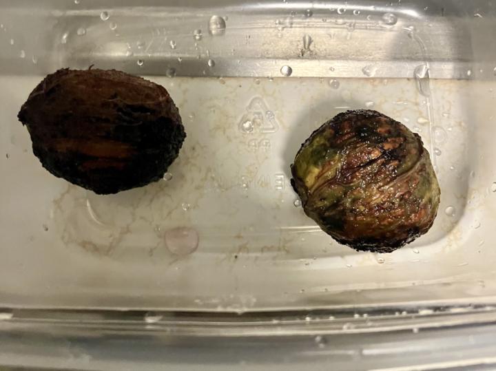 Black Walnut