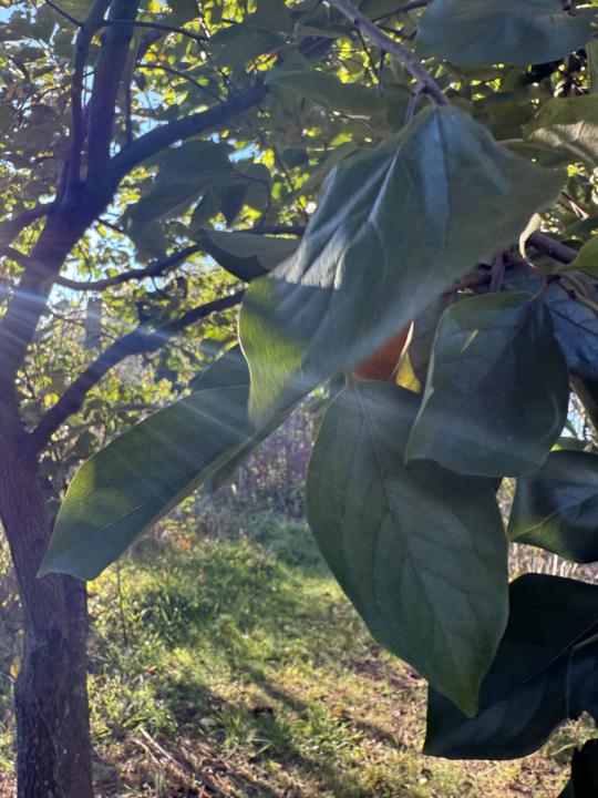 Leaf Challenge 10/24