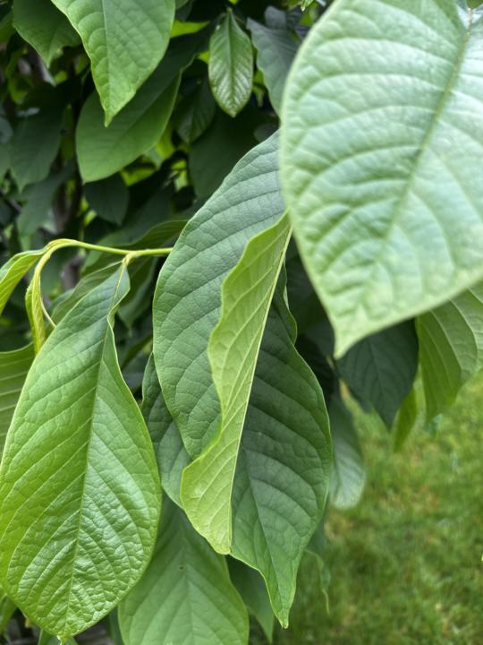 Hint: Mid-Western Mango
