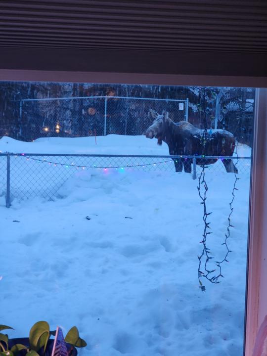 Foraging journal catch up 2/12/26