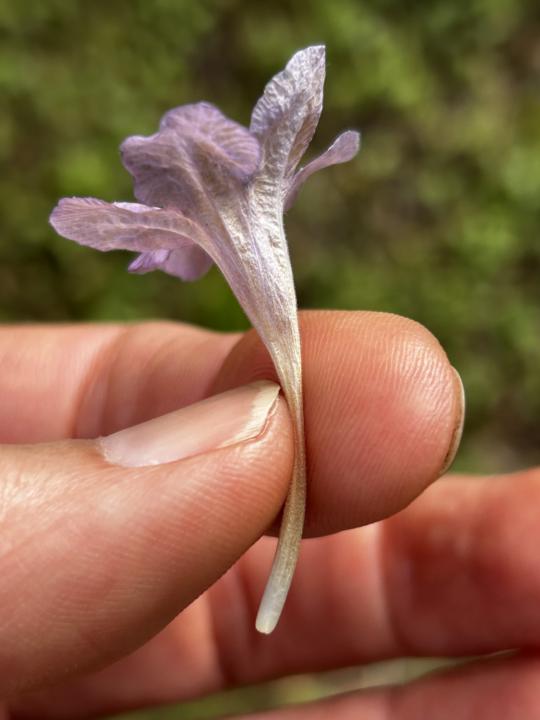 A gift from the fairies