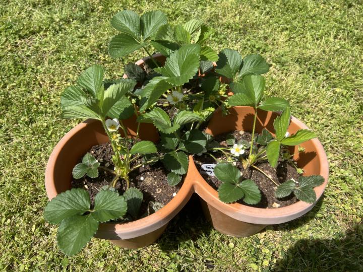 🍓🍓🍓