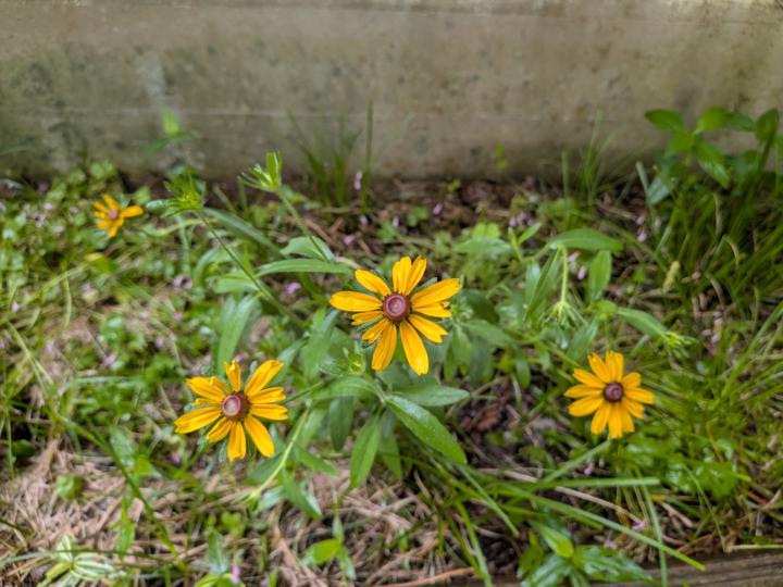 Black eyed Susan 
