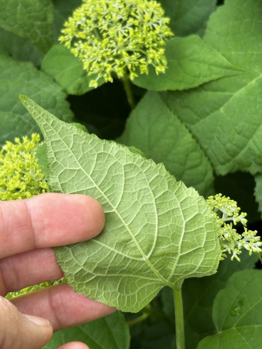 Wild Hydrangeas 