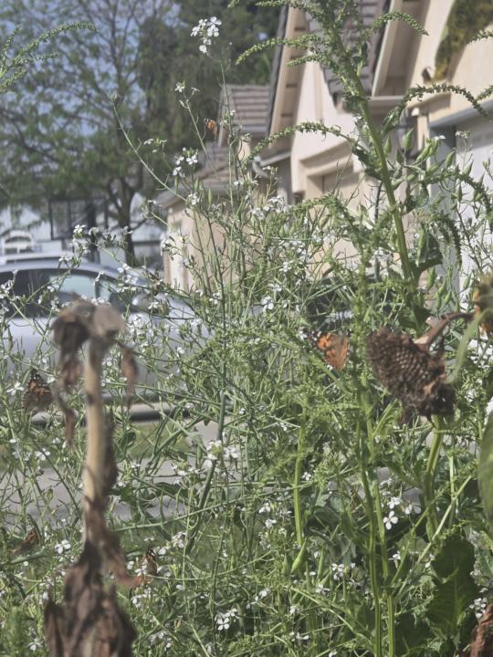I'm just vibing with nature and Bug