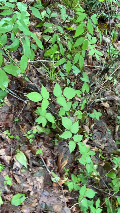 Poison Ivy
