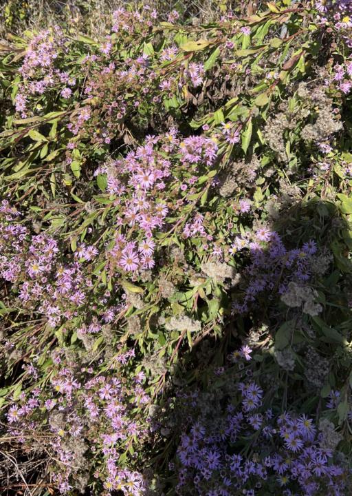 Foraging expectations surpassed!