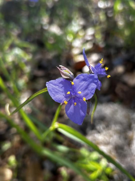 After the first violets have faded, Spiderwort takes the stage. 