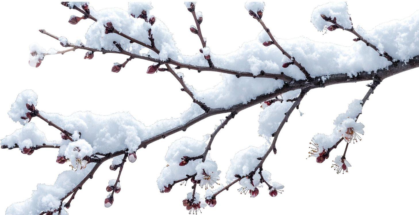 Winter Tree Identification