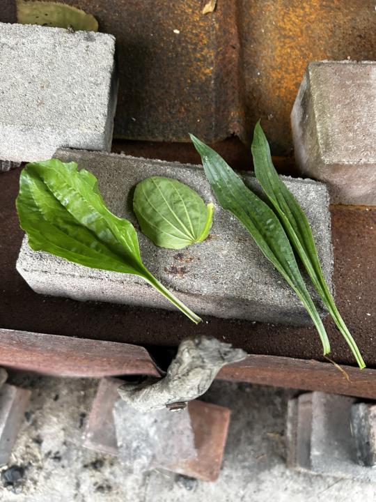 Broad leaf VS Narrow leafed Plantain