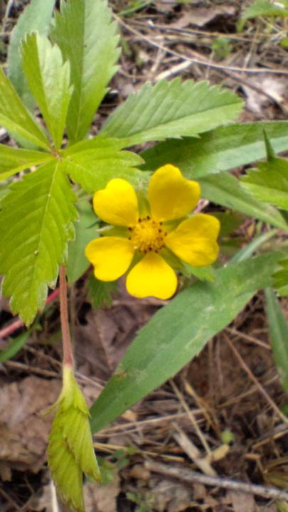 May Flower Challenge 