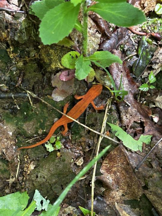 She turned me into a Newt!