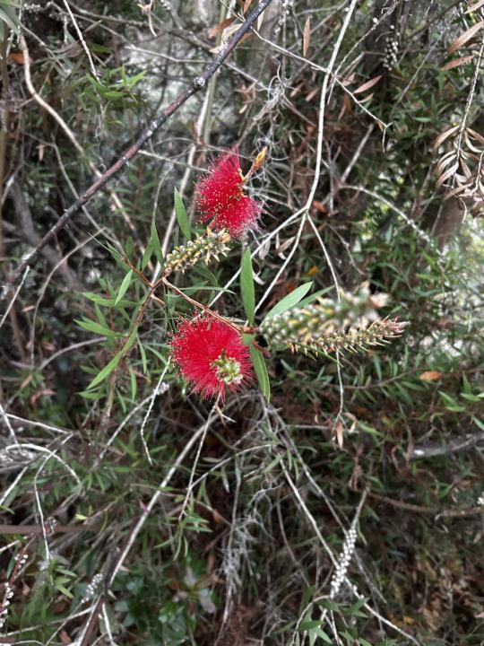 Crimson Bottlebrush blooms