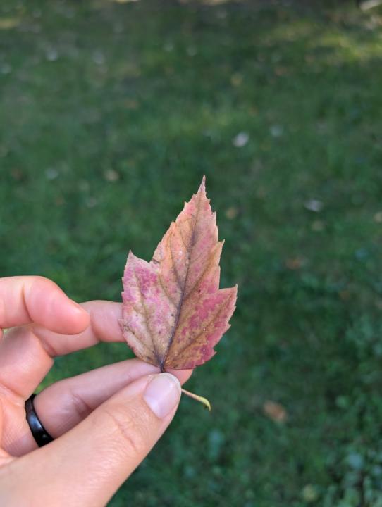 🍁 Leaf 🍂 Of the Day 