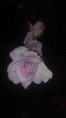 Carolina Laura Moreno