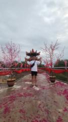 Chia Su hong