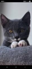 Bub King