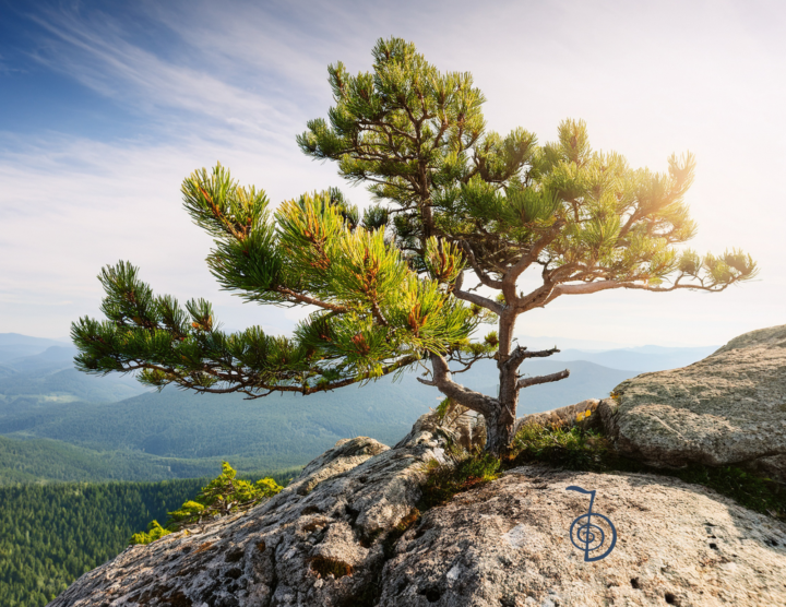 🌲 Thriving — “What’s working”