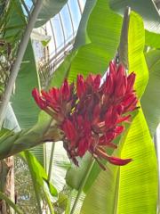 Emmanuelle C
