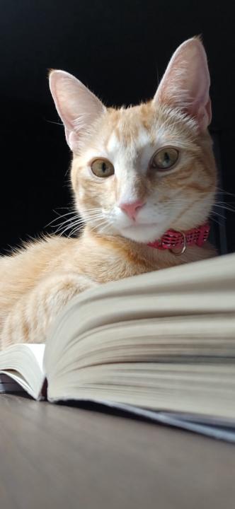 Lorena Estrada Correa