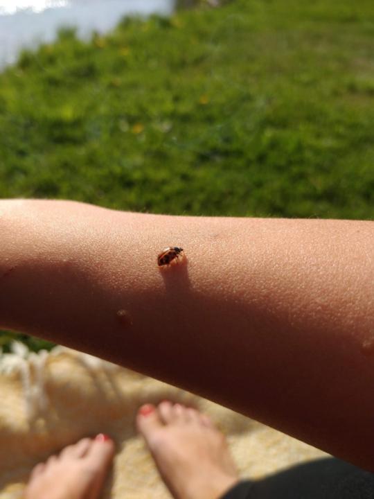 Henna Jylkkä