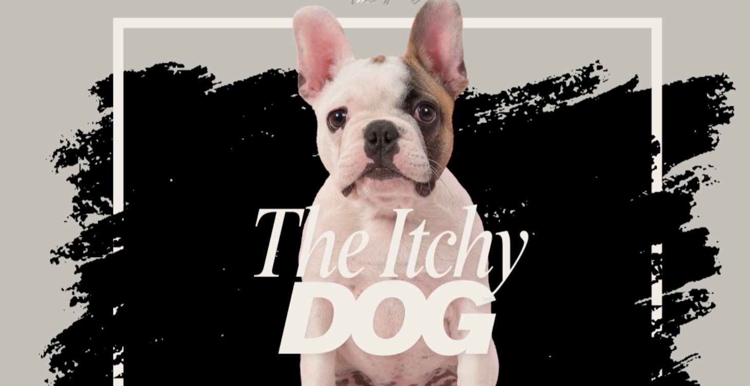 The Itchy Dog