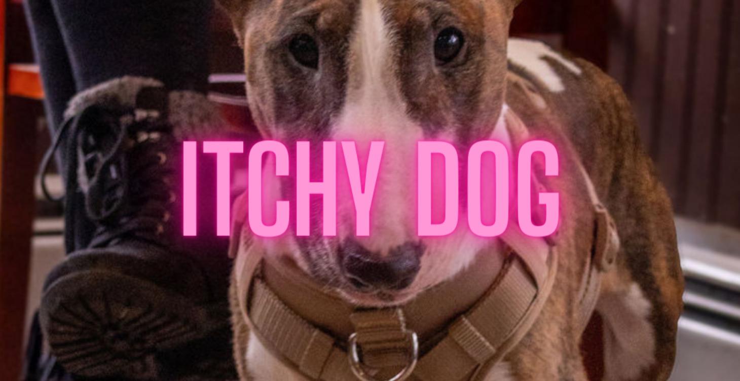 The Itchy Dog