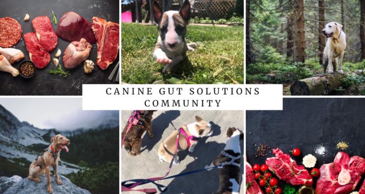 Canine Gut Solutions Community